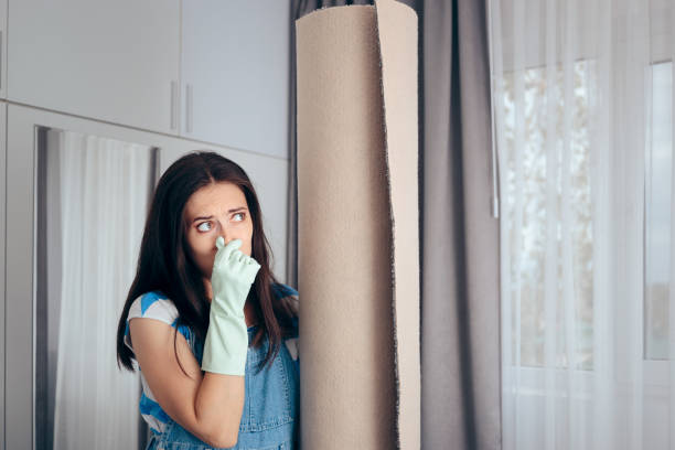 Best Mold Odor Removal Services  in Roselle, IL